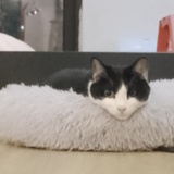 一头呕像