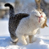 雪宝