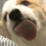 无人区酸笋