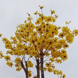 小五