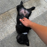 勇敢的K