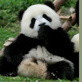熊猫吃手手