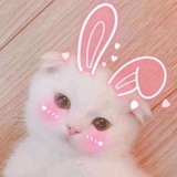 小狮纸