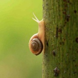 蜗牛轻飞