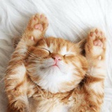 猫与行李箱