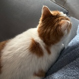 不起床了猫咪