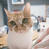 猫酱emma