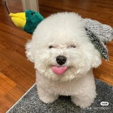 格洛古