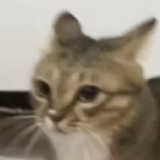 梨酱