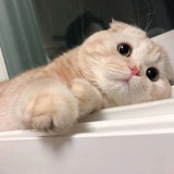 机器猫