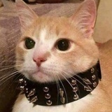 【己注销】