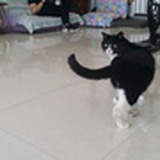 北京的猫