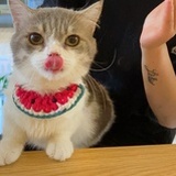 做我的猫吗