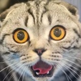 呛水鱼