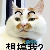 新鲜萝卜皮
