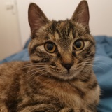 不羁的猫叔