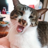 开心李