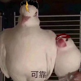 力哥999