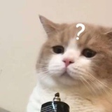 心是孤独的鬣狗