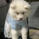 要比海苔卷还卷