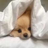 无语小狗