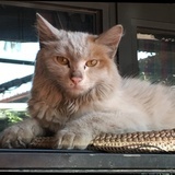 Sam