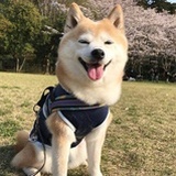 大花儿
