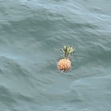 菠萝🍍的海