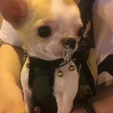 辣味汉堡宝