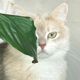 靠點譜的貓