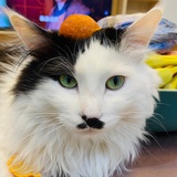 我是无敌猫猫酱