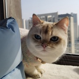 提拉米苏