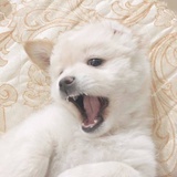 爱说话的洗衣机