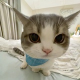 风信子