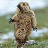 Wahaha