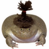 富贵茅坑