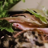 粉素贞