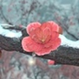 有狐绥绥