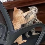 魔法小猫咪