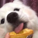 每天一个硬柿子