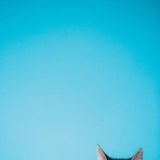 吴十六