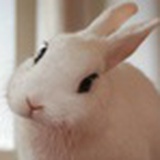 大门牙兔儿