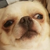 🐶子
