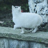 箬箈