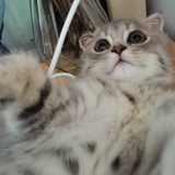 大胖子