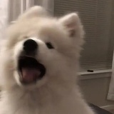静候小行星