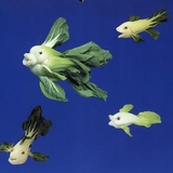 掩星