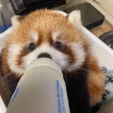陈醋
