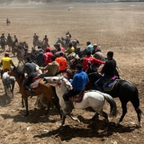 地毯狗
