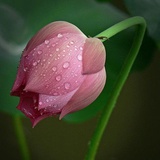 叶子